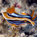Chromodoris magnifica