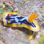 Chromodoris strigata  Rudman 1982