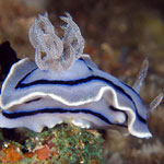 Chromodoris willani
