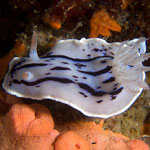 Chromodoris willani