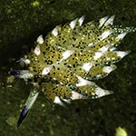 Costasiella kuroshimae