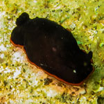 Denrodoris arborescens