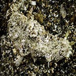 Dermatobranchus pustulosus