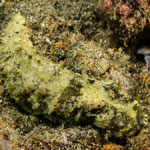 Dermatobranchus sp. 2