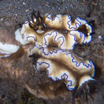 &lsquo;Doriprismatica&rsquo; atromarginata