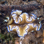 &lsquo;Doriprismatica&rsquo; atromarginata