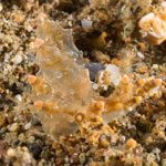 Eubranchus rubropunctatus