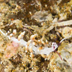 Eubranchus sp. 4