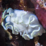 Glossodoris pallida