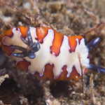 Goniobranchus fidelis