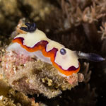 Goniobranchus fidelis