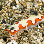 Goniobranchus fidelis