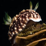 Goniobranchus geometricus