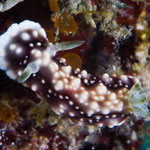 Goniobranchus geometricus