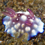 Goniobranchus hintuanensis