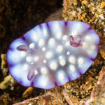 Goniobranchus hintuanensis