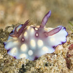 Goniobranchus hintuanensis
