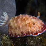 Goniobranchus reticulatus