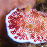 Goniobranchus reticulatus