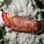 Goniobranchus reticulatus