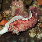 Goniobranchus reticulatus