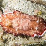 Goniobranchus reticulatus