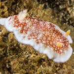 Goniobranchus reticulatus