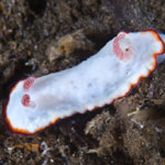 Goniobranchus verrieri
