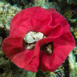 Hexabranchus sanguineus