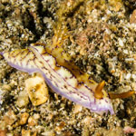 Hypselodoris krakatoa