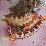 Hypselodoris maculosa (Pease, 1871)