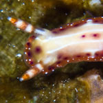 Hypselodoris maculosa (Pease, 1871)