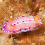 Hypselodoris maculosa (Pease, 1871)