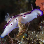 Hypselodoris tryoni (Garrett, 1873)