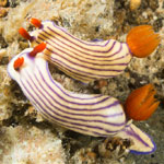 Hypselodoris whitei