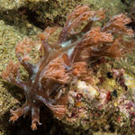 Marionia sp. 3