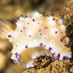 Mexichromis multituberculata