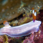 Mexichromis trilineata