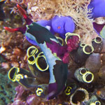 Nembrotha chamberlaini