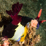 Nembrotha chamberlaini