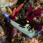 Nembrotha chamberlaini