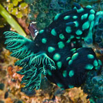 Nembrotha cristata