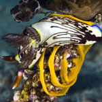 Nembrotha lineolata