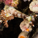 Nembrotha lineolata