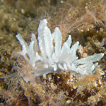 Phyllodesmium cf crypticum