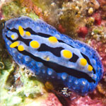 Phyllidia coelestis