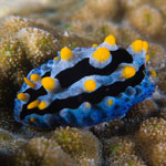 Phyllidia coelestis