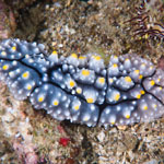 Phyllidia elegans