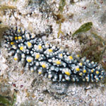 Phyllidia elegans