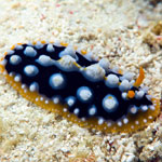 Phyllidia ocellata